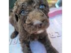 Aussiedoodle Puppy for sale in Columbia, SC, USA