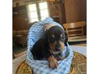 Dachshund Puppy for sale in East Peoria, IL, USA