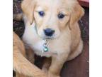 Golden Retriever Puppy for sale in Mustang, OK, USA