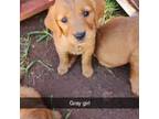 Golden Retriever Puppy for sale in Mustang, OK, USA