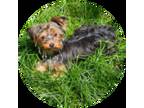 Yorkshire Terrier Puppy for sale in Kearneysville, WV, USA