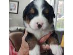 Bernese Mountain Dog Puppy for sale in Lapeer, MI, USA