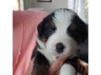 Bernese Mountain Dog Puppy for sale in Lapeer, MI, USA