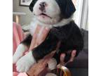 Bernese Mountain Dog Puppy for sale in Lapeer, MI, USA