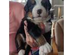 Bernese Mountain Dog Puppy for sale in Lapeer, MI, USA
