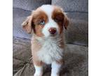 Miniature Australian Shepherd Puppy for sale in Owensboro, KY, USA