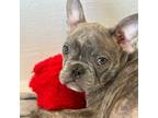 French Bulldog Puppy for sale in Chelsea, OK, USA