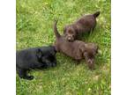 Labrador Retriever Puppy for sale in Ashburnham, MA, USA