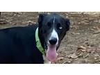 Adopt Thor a Black - with White Husky / Great Dane dog in Norristown