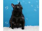 Adopt Shaq a All Black Domestic Shorthair (short coat) cat in Charlotte
