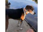 Adopt Buddy a Black Black and Tan Coonhound / Mixed dog in Lynchburg