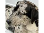 Adopt Heath a Gray/Silver/Salt & Pepper - with Black Great Dane / Catahoula