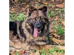 Adopt Quinn a Brown/Chocolate German Shepherd Dog / Mixed dog in Waynesboro