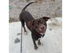 Adopt Latvia a Brown/Chocolate Pointer / Mixed dog in St. Peters, MO (38495600)