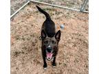 Adopt Evelyn a Shepherd (Unknown Type) / Mixed dog in Murphysboro, IL (36767907)
