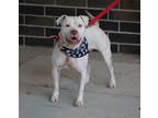 Adopt Kaynin a White Pit Bull Terrier dog in Lafayette, IN (36300141)