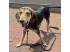 Adopt Dixie a Tricolor (Tan/Brown & Black & White) Hound (Unknown Type) / Mixed