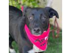 Adopt DELILAH a Black - with White Australian Kelpie / Labrador Retriever /