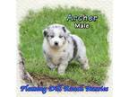 Miniature Australian Shepherd Puppy for sale in Forestburg, TX, USA