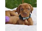 Vizsla Puppy for sale in Davenport, IA, USA