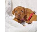 Vizsla Puppy for sale in Davenport, IA, USA