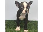 Boston Terrier Puppy for sale in Juneau, WI, USA