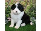 Mutt Puppy for sale in Hutchinson, KS, USA