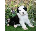 Mutt Puppy for sale in Hutchinson, KS, USA