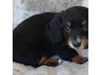 Dachshund Puppy for sale in Rosalia, KS, USA