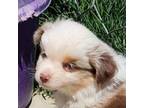 Miniature Australian Shepherd Puppy for sale in Lancaster, CA, USA