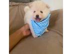 Pomeranian Puppy for sale in Phoenix, AZ, USA