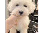 Bichon Frise Puppy for sale in Queens, NY, USA