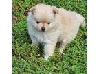 Pomeranian Puppy for sale in Braselton, GA, USA