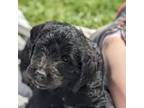 Labradoodle Puppy for sale in Swanville, MN, USA