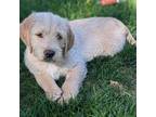 Labradoodle Puppy for sale in Swanville, MN, USA