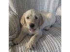 Labradoodle Puppy for sale in Swanville, MN, USA