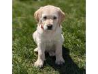 Labradoodle Puppy for sale in Swanville, MN, USA