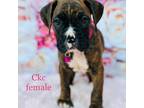 Boxer Puppy for sale in Saint Augustine, FL, USA