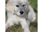 Golden Retriever Puppy for sale in Marion, WI, USA