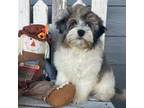 Maltipoo Puppy for sale in Pittsfield, NH, USA