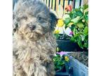 Shih-Poo Puppy for sale in Pittsfield, NH, USA