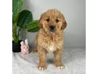 Golden Retriever Puppy for sale in Indianapolis, IN, USA