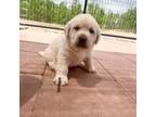 Labrador Retriever Puppy for sale in Cowpens, SC, USA