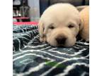 Labrador Retriever Puppy for sale in Cowpens, SC, USA