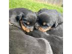 Rottweiler Puppy for sale in Memphis, TN, USA