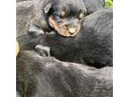Rottweiler Puppy for sale in Memphis, TN, USA
