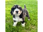 Mutt Puppy for sale in Chippewa Falls, WI, USA