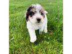 Mutt Puppy for sale in Chippewa Falls, WI, USA