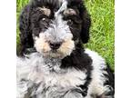 Mutt Puppy for sale in Chippewa Falls, WI, USA