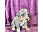 Mutt Puppy for sale in Chippewa Falls, WI, USA